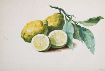 Lemons by Pierre Joseph Redouté